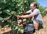 Xavier Fresneau débutait les vendanges manuelles d'une parcelle de Gamay le 17 août.