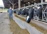 La ration des vaches laitières du Gaec du Marronnier est basée sur deux tiers d'ensilage de maïs et un tiers d'ensilage d'herbe.
