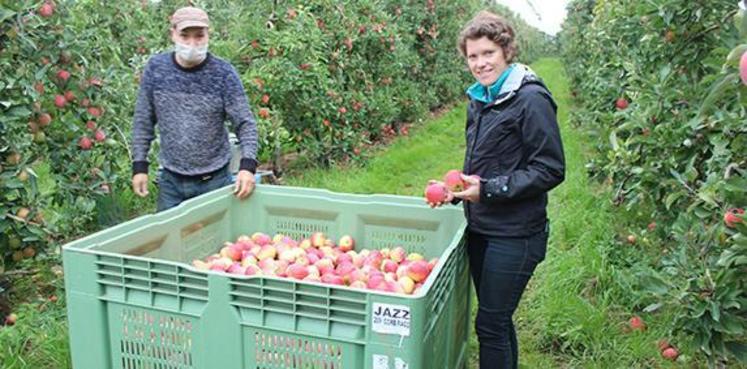 Pommes : la liste des 11 variétés pour votre verger