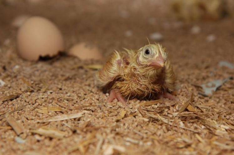 De son avis personnel, la secrétaire générale de la CFA (Confédération française de l'aviculture) Isabelle Leballeur inciterait à adopter le sexage in ovo. « Si cela coûte deux centimes par œuf, nous n'avons pas le choix, il faut y aller. » Car pour l'éleveuse de Pruillé-le-Chétif, « cela fait mal au cœur de produire pour jeter la moitié de la production ».