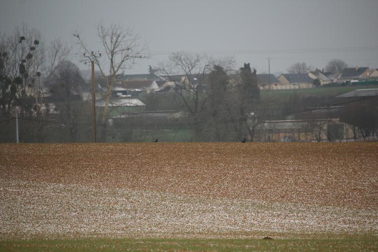 Deux parcelles de blé tardif semées à huit-dix jours d'intervalle dévoilent un vrai contraste et... des corbeaux qui s'en régalent.