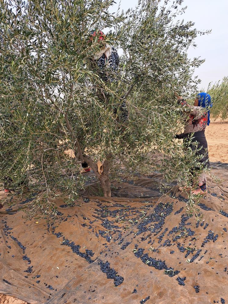 Les prix de l'huile d'olive ont bondi de 50% en un an en Tunisie. La faute à une production à la peine à cause de la sécheresse ou, a contrario, de trop fortes précipitations. Environ 1000 emplois, le plus souvent occupés par des femmes, disparaissent chaque année.