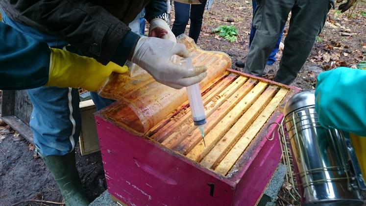 Un traitement de la ruche à l'acide oxalique pour lutter contre Varroa destructor.