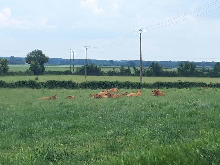 La mesure "maintien des prairies permanentes remarquables" (MPPR) est l'ancienne prime à l'herbe.