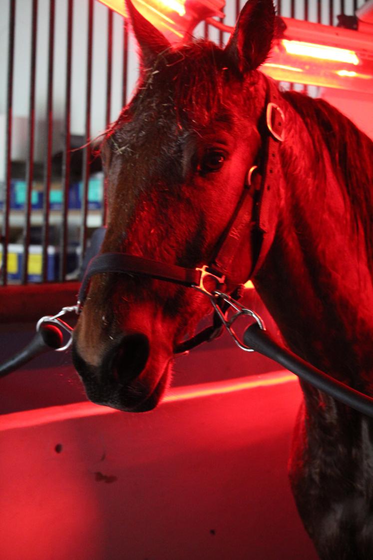 C'est l'heure du repos dans le solarium pour le champion Giant Modrik, deuxième à Vincennes le 4 janvier et vainqueur du Quinté + de Vichy en juillet dernier. "Quand nous l'avons récupéré à cinq ans, il était sujet aux tendinites, avait connu quatre entraîneurs et il avait 13 000 euros de gain. On l'a soigné, notamment avec de l'ostéopathie. A huit ans, il est maintenant à 171 000 euros!".