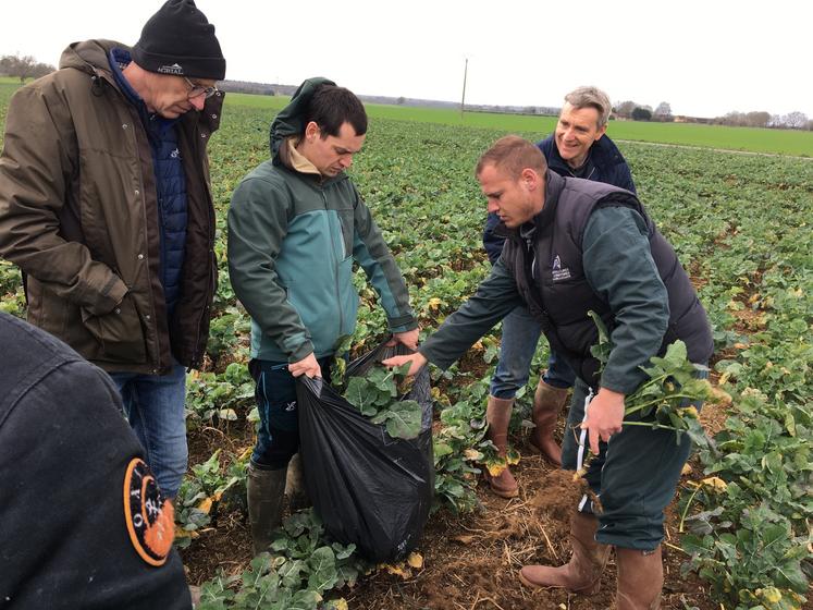 Florent Leblois, agronome à la Chambre d'agriculture, a réalisé des pesées de colza de sortie d'hiver.