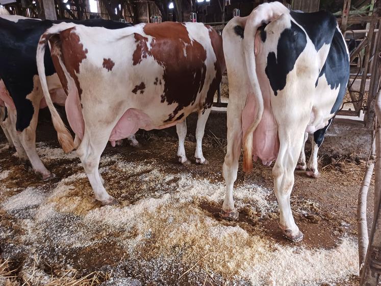 Le Gaec Boulard compte quelques vaches remarquables de longévité, comme cette rouge en 7e lactation et sa mère en 8e lactation.