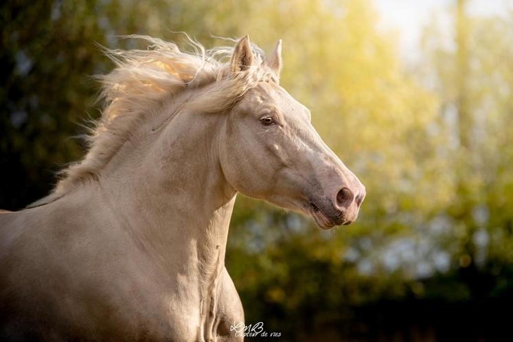 La ferme propose aussi des pensions pour chevaux.