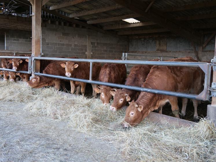 Le troupeau de 50 mères de race limousine est nourri exclusivement avec les fourrages et céréales produits sur l'exploitation.