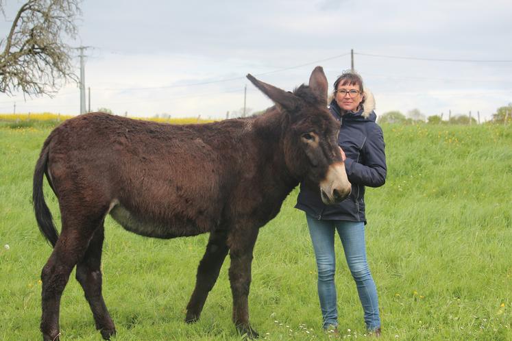 Les ânes « Grand noir du Berry » sont très polyvalents car ils peuvent être montés, attelés, bâtés.