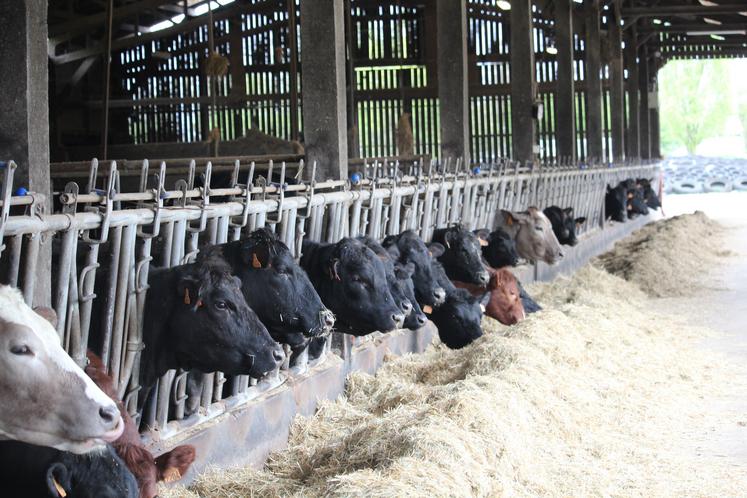 L'exploitation compte aussi quatre bâtiments de poulets de Loué et un bâtiment de poules pondeuses de Loué. Elle dispose d'une SAU de 200 ha et compte actuellement un salarié en CDD.