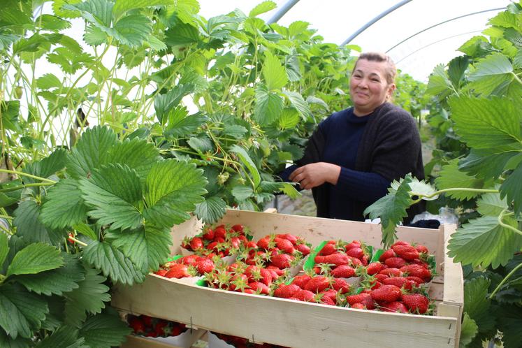 Khatuna assurait la cueillette des fraises cette fin avril, dans les serres de la Guichardière.