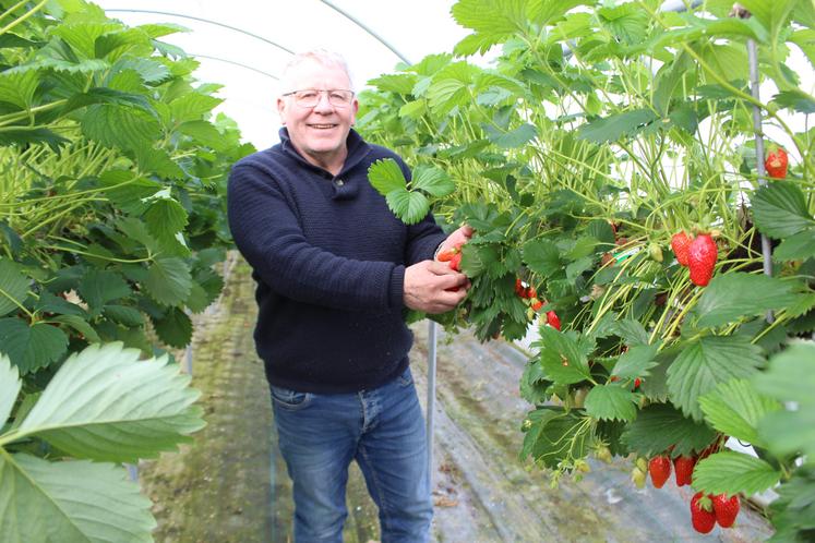 Dominique Chauvin produit 4 t/an de fraises sous tunnels froids.