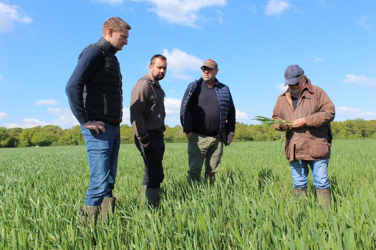 Dans une parcelle de 8 ha, les experts Abeille diagnostiquent l'état du blé semé par Florent Berdin. De g. à dr. Julien Bernaud, inspecteur agricole chez Abeille, Florent Berdin, Hervé Hardouin et Joseph Beaudoux, experts mandatés par Abeille.