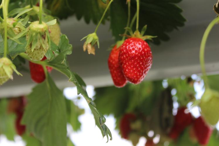 La récole des fraises commence par la gariguette.