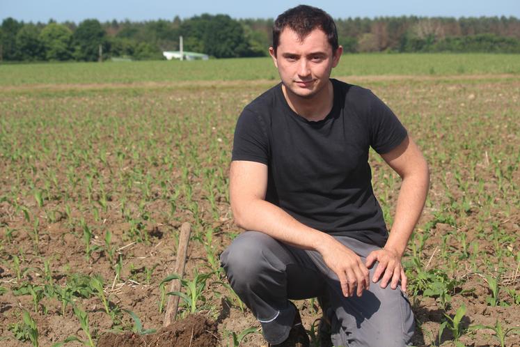 Guillaume dans sa parcelle de maïs.