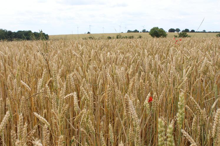 La récolte de blé devrait aussi être affectée par les mauvaises conditions d'implantation de l'automne.