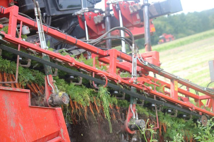 Les carottes ont le bon calibrage : environ quinze centimètres. 