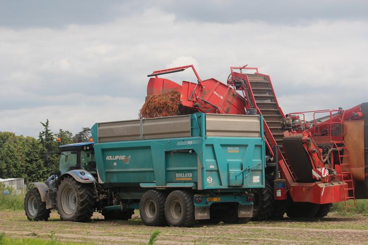 Sitôt prélevées, les carottes partent directement dans les conserveries en Bretagne.