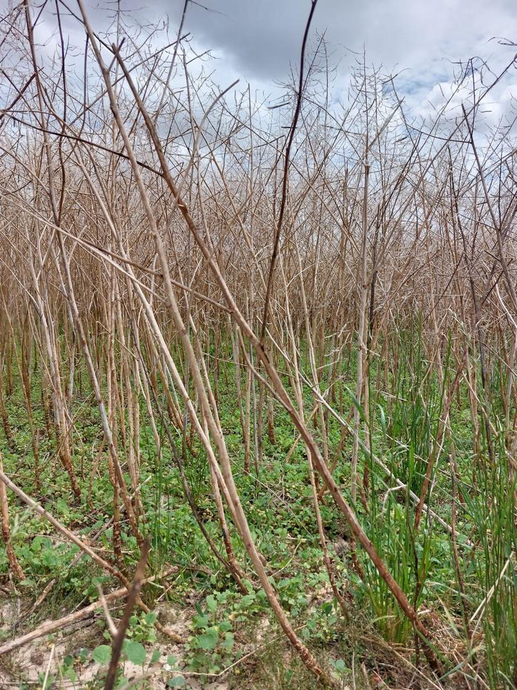 En colza, certaines parcelles n'atteignent même pas une tonne à l'hectare. Les siliques éclatées laissent place à de "belles" repousses.