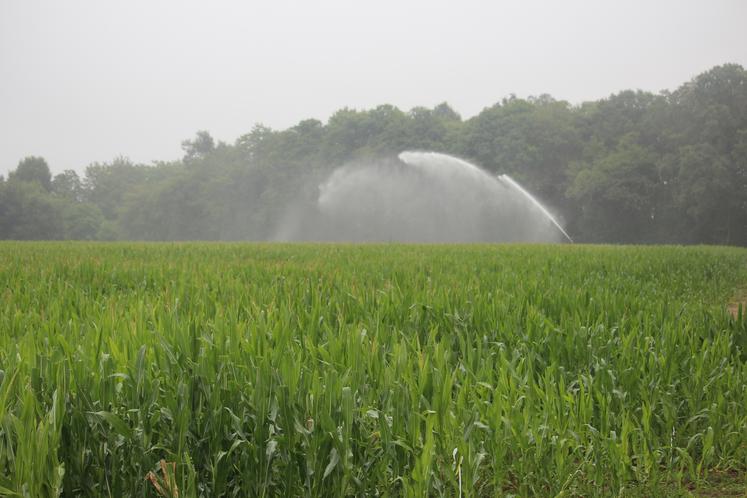  L'EARL de l'Etang, c'est aussi 30 ha de maïs grain et 15 ha de maïs ensilage.