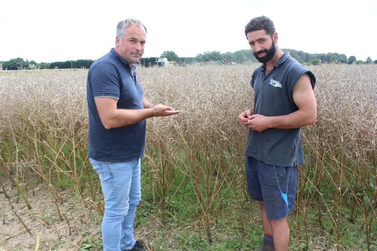 Laurent Boudvin  (à g.) et Nicolas Thireau (à d.) analysent cette campagne perturbée. Le grain a été affecté par les maladies fongiques.