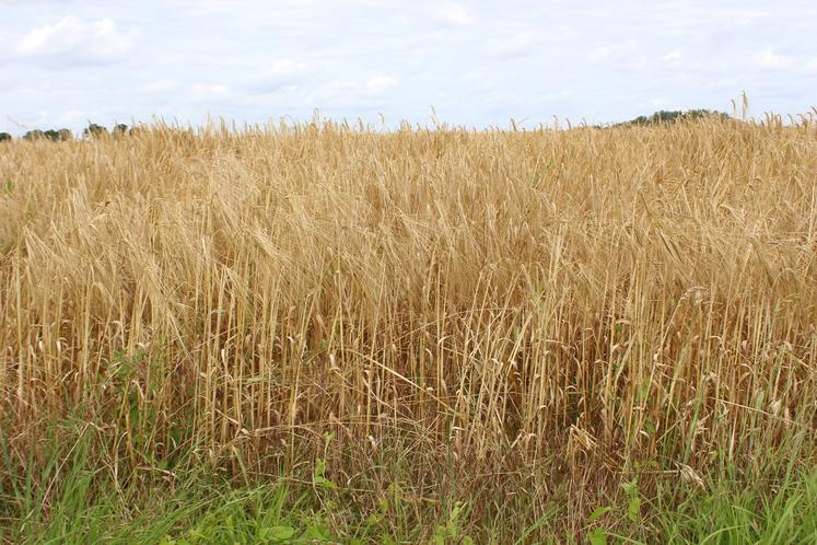 Une petite moitié de l'orge sarthoise a été récoltée à l'heure du bouclage ; les chantiers devraient reprendre cette fin de semaine, lorsque les cultures auront séché des récentes averses (ici dans le nord Sarthe, près de Piacé).