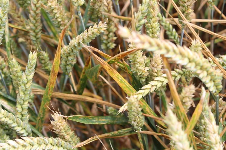 La septoriose était très présente cette année sur céréales.