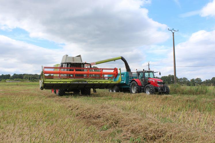 Sur le secteur, le rendement plafonne à 22 q/ha en colza.