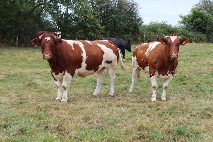 Jacky Lelong présente ce week-end 2 bœufs, 5 vaches et 8 génisses.