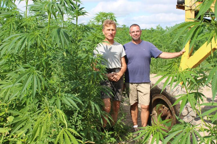 Bruno Hémon et Emmanuel Froger cultivent 25 ha chanvre semences pour la coopérative Hemp-it. L'épuration consister à retirer les pieds mâles anormaux pendant la floraison.