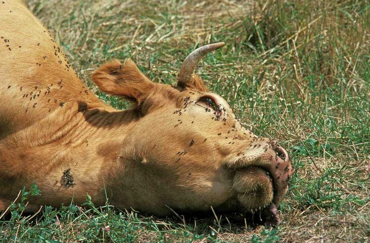 Les animaux trouvés morts doivent être notifiés sur le site internet d'Atemax et stockés au froid ou à l'ombre en attendant la collecte.