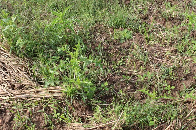 Depuis un passage de déchaumeur à dents au 20 août, chardons, chénopodes et graminées avaient de nouveau levé dans la parcelle.