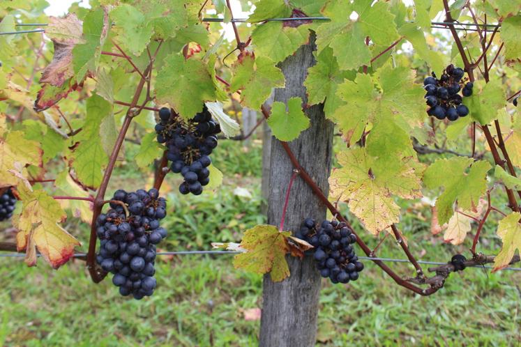 La vigne avait atteint une maturité optimale.