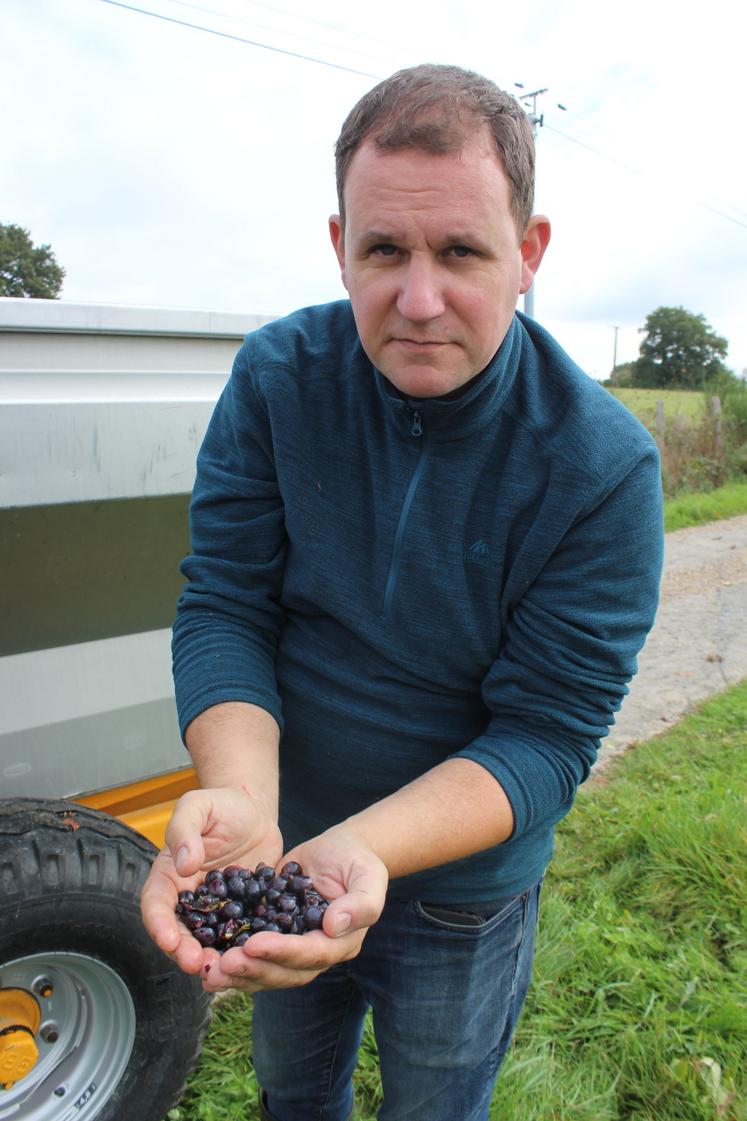 Les grains de cépage Pineau d'Aunis sont « superbes. »