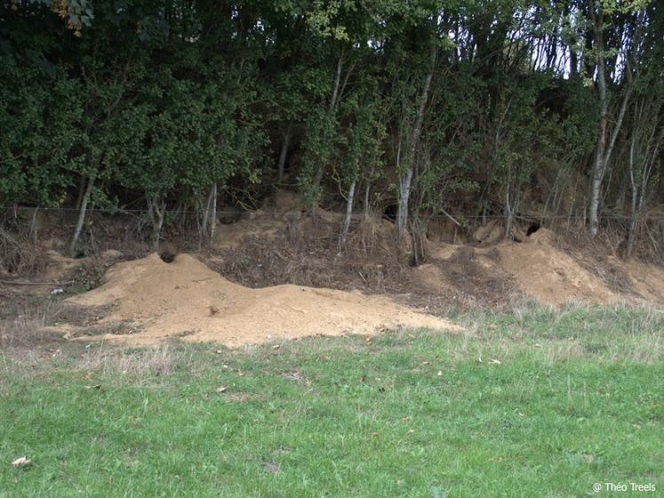 Garennes de blaireaux envahissant un talus. A droite : dégâts de blaireau sur du maïs pouvant aller jusqu'à plusieurs hectares. Terrier de blaireau au milieu d'une parcelle de blé.