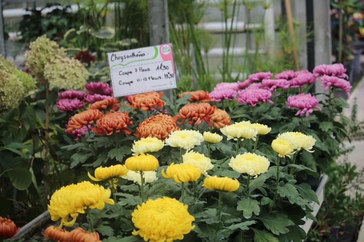 Le chrysanthème se décline sous différentes couleurs. Aux Serres du Perche, sa production a baissé de 50 % en sept ans.