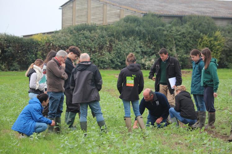 Dans une parcelle de féverole/phacélie mulchée au printemps. Des élèves de BTS du lycée Val de Sarthe étaient présents.