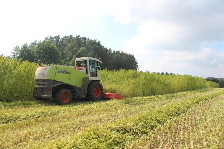 L'ensileuse Claas Jaguar de 2006 acquise par la Cuma offre aux producteurs une plus grande largeur et un meilleur débit de chantier.