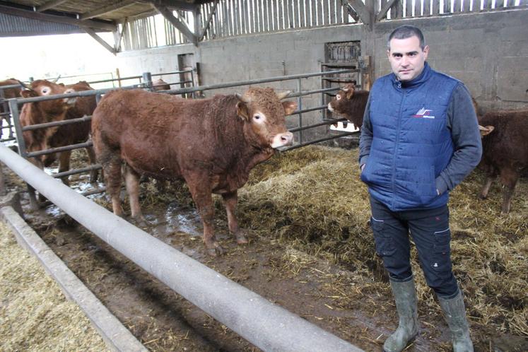 Julien Leballeur soigne 80 jeunes bovins mâles et femelles sous son bâtiment dédié à l'engraissement. A droite : les mères sont logées sous un bâtiment de 2017, et l'aliment est distribué à l'aide d'un télescopique muni d'un godet.