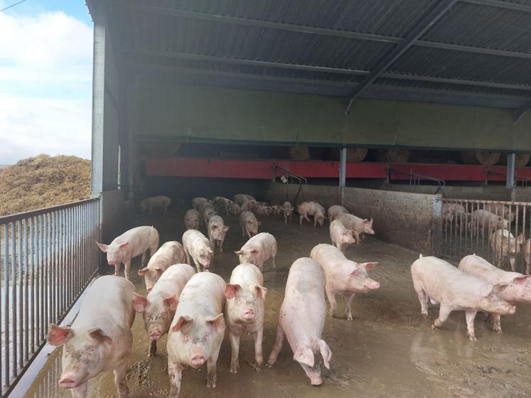 Les porcs sont engraissés avec accès permanent à une courette à l'air libre.