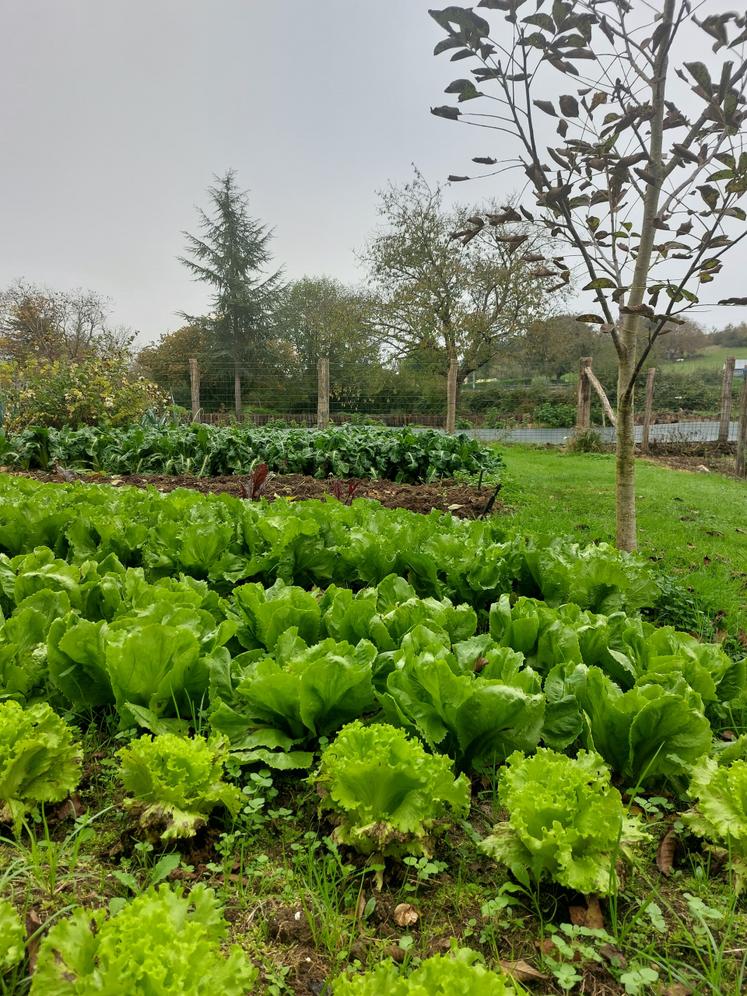 Le potager, la nouvelle passion d'Alain !