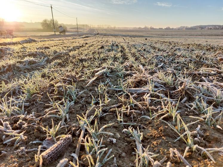 Une parcelle de céréales d'hiver à Trangé, où le thermomètre est descendu à -5°C, le matin du 14 janvier.