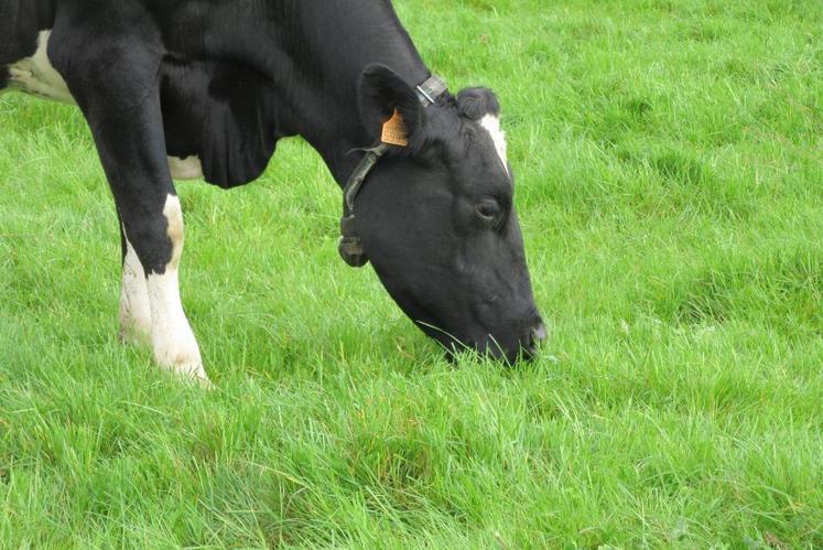 Si on réduit son temps d'accès à 2 heures, une vache laitière peut ingérer 5 kg MS au pâturage.