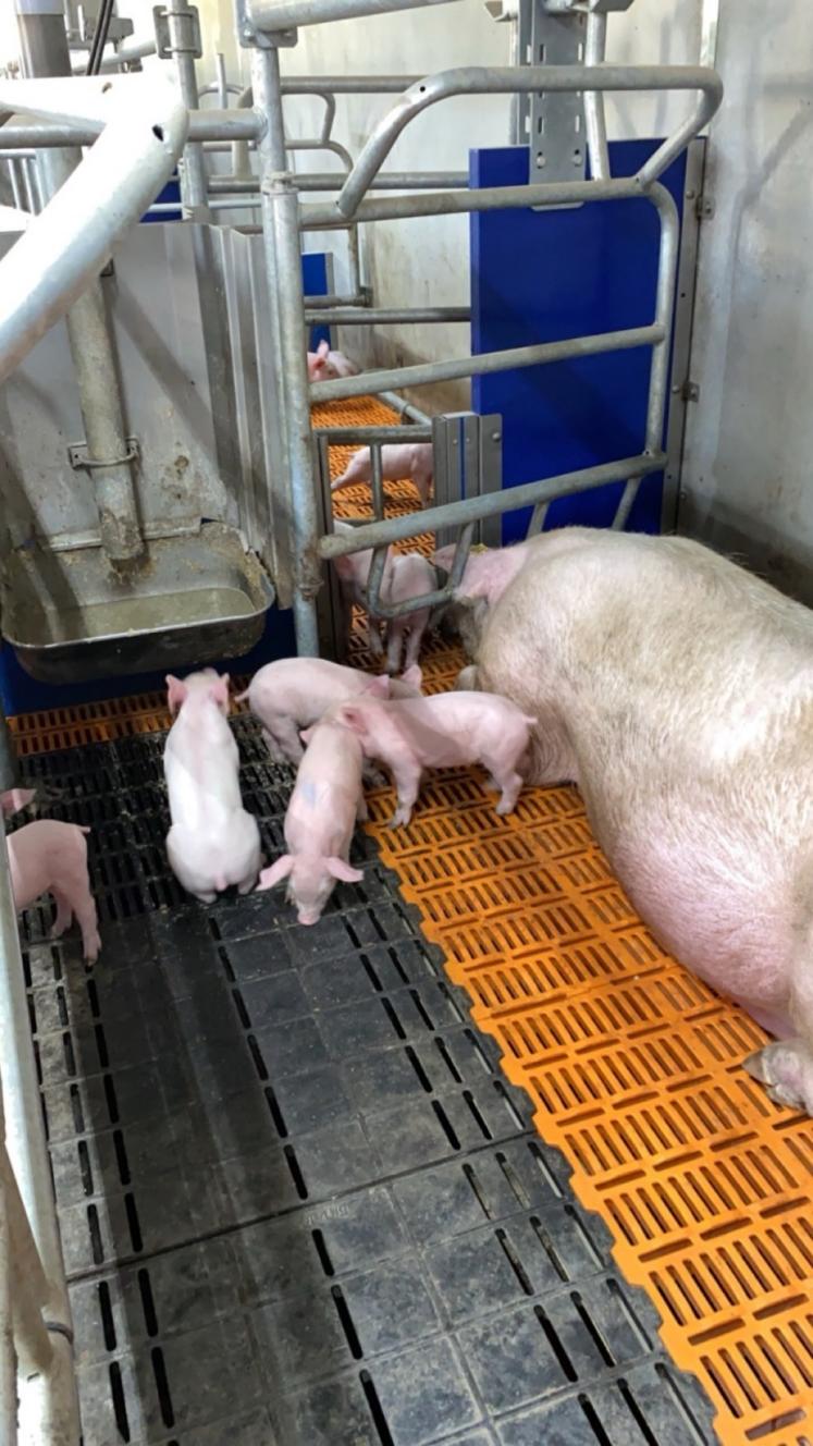 Les porcelets bénéficient d'une "chatière", leur permettant d'aller d'une portée à une autre.