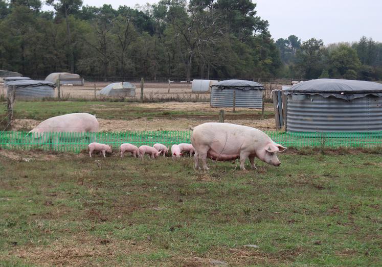 Les éleveurs de porcs plein air ont des dispositions particulières à prendre vis-à-vis de la biosécurité.