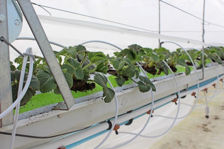 Le Verger de Beaumont vient de monter une serre de 1 000 m² pour produire des fraises hors sol.