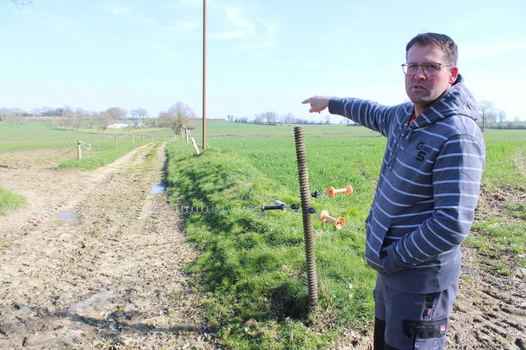 Nicolas Dupont dispose de chemins empierrés pour mener ses vaches aux prairies.