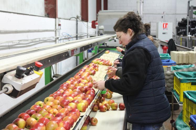 L'atelier de conditionnement tournait à plein régime le 4 mars, pour une commande de variétés Gala.