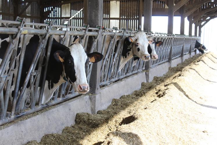 Les vaches de l'EARL sont logées en aire paillée et ont en permanence une ration à l'auge.